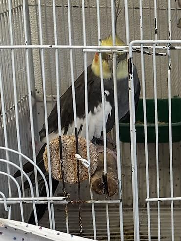 sebzi qusu: BARTER DE OLUNUR tam sağlam quşdu bumerang dı başı çıxan tükünnen — 2