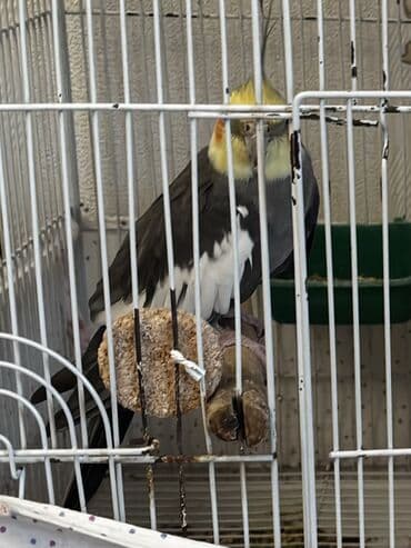 K/t heyvanları və malları: BARTER OLUNUR Erkəydi Başı çıxan Tükünnen ve tükünün renginnen bilir — 3