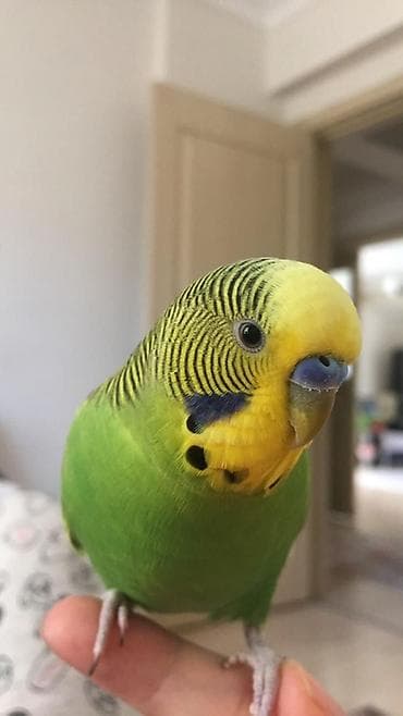 Попугаи: 🦜 Erkək və Dişi Cüt Dalğalı Tutuquşuları 🦜 💫 Biz bu qiymətə quş yox — 2