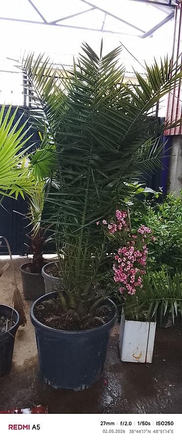 Ağaclar: Xurma palmaları – iri ölçülü, qara plastik qablarda. Gül və ağaclarin — 2