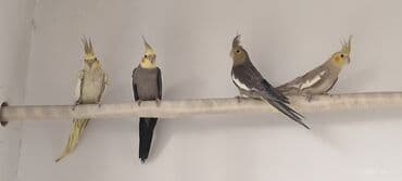 Koreya tutuquşları – müxtəlif rəng - Növlər: Korella tutuquşları -