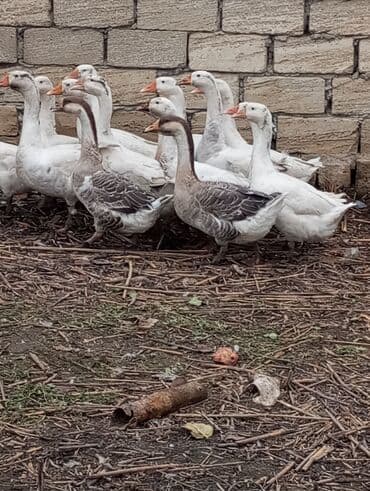 Gəmiricilər: Salam sağlam hevanlardi biri 30manata 5ədəd qaz təcili satılır — 3