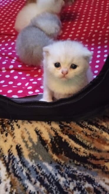 отдам в хорошие руки котят: Шиншилла, Самец, Самка — 6