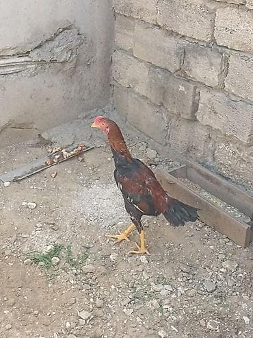 kend toyugu: Toyuq, Damazlıq — 4