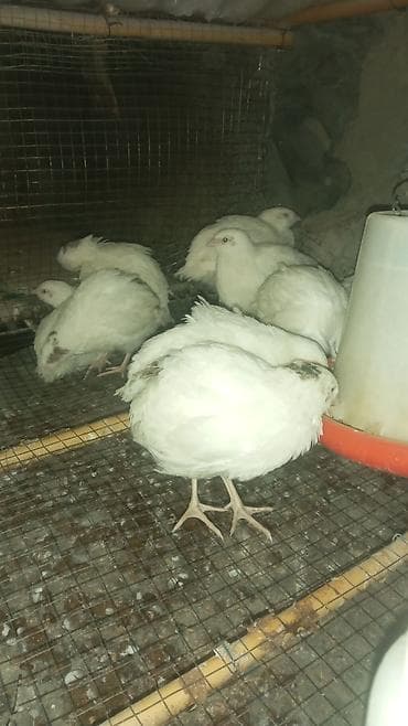 mal qara satisi: Bildirçin biri 2.20 qəpik — 2