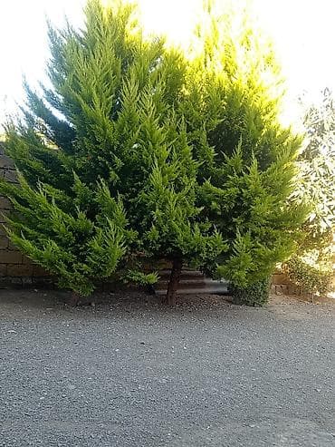 beryoza ağacı: Thuja (evergreen dekorativ ağac) - Növ: Thuja/ardıc tipli həmişəyaşıl — 1