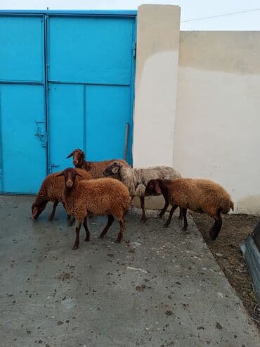 sirin dovsan sekilleri: Dişi, Qala, il: 1, 50 kq, Damazlıq, Ünvandan götürmə — 3