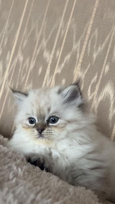 cau cau iti satilir: Erkək, Pulsuz çatdırılma — 1