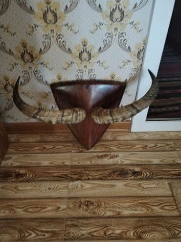 dana qiyməti siyəzən: Savetden qalma buynuz divardan asmaq üçün babamdan qalıb qiymet 250 — 2