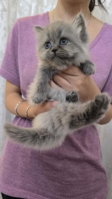 iri buynuzlu heyvan: Boz tüklü balaca pişik balası - Cinsə bənzər: uzun tüklü, yumşaq və — 10