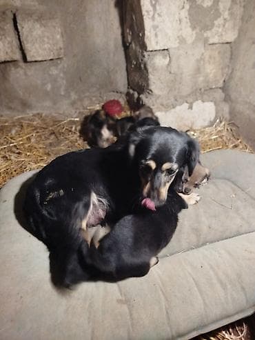 Əla növ qulaği sallağ zvanoklar satilir 7 ədəd di 3 həftəlikdirlər lalafo.az -da Əla növ qulaği sallağ zvanoklar satilir 7 ədəd di 3 həftəlikdirlər