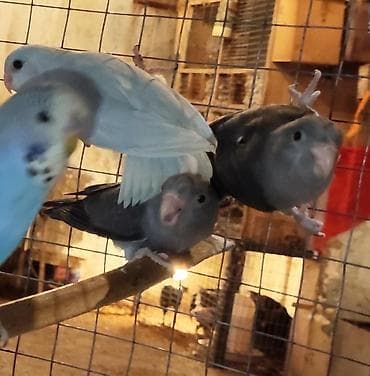 papuqay qefes: Folpus varabinniy papuqay dünyanın ən balaca tutu quşusu ən balaca — 5