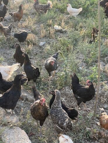 cücə və xoruz: Toyuq, Australorp, Brama, Damazlıq, Ünvandan götürmə — 11