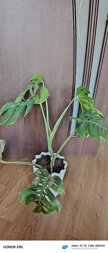 Monstera Deliciosa (fil yarpağı) – otaq bitkisi - Növ: Monstera — 2