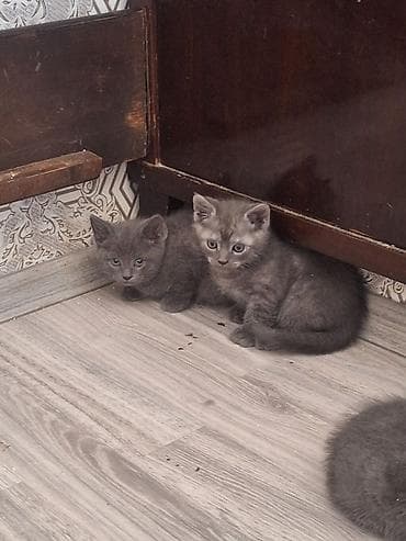 Boz rəngli pişik balaları - Növ: Ev pişiyi (qısatüklü) - Rəng