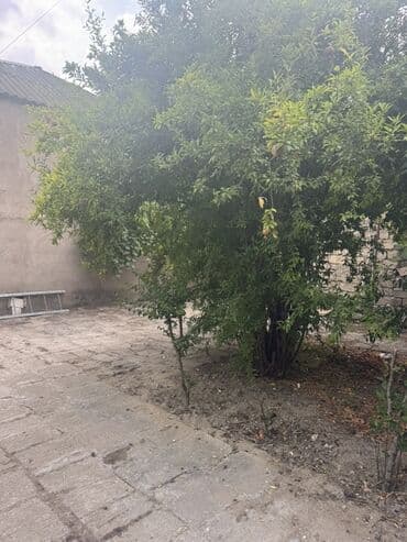 yeni emlak goycay: Həyət evi – daş hasarlı, tam münbit həyət sahəsi - Geniş, daş — 2