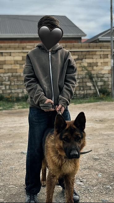 итлер: Немецкая овчарка, 2 года, С прививками — 1