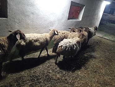 qala qoyunları: Dişi, Qala, il: 1, 50 kq, Damazlıq, Ünvandan götürmə — 3