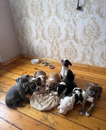 Pitbul, 2 ay, Peyvəndli, Ünvandan götürmə lalafo.az -da Pitbul, 2 ay, Peyvəndli, Ünvandan götürmə