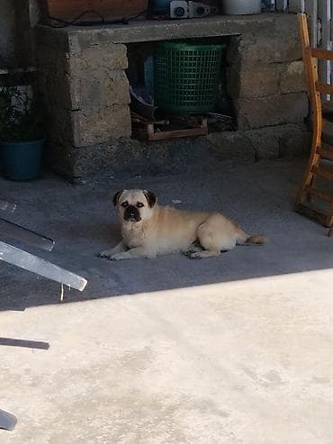 itlerin alisi: Kiçik ölçülü it – qısa tüklü, krem rəngli, qara burnu və dodaqları — 1