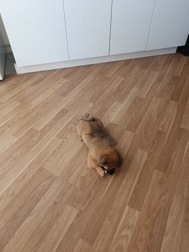 пекинес цена в баку: Pekines, 3 ay, Erkek, Ünvandan götürmə — 4