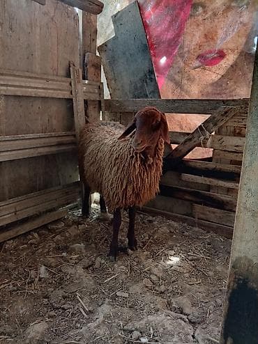 əmlik quzu: Salam tam sağlam damazdığ heyvandı razılaşma yolu ilə sata bilərəm — 3