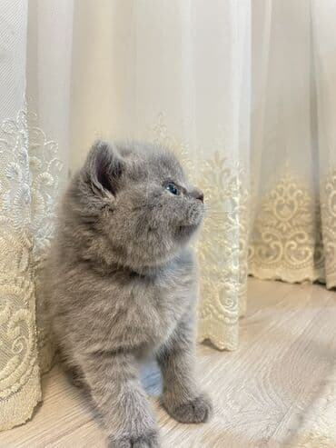 şirin pişik: Британская, Самка — 4