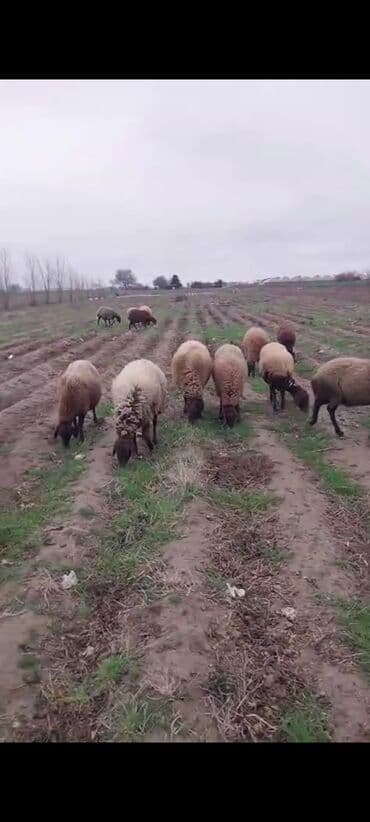 продам собаку доска объявлений sobaka: Qala qoyunlari təmiz heyvanlardi cavandilar tecili satilir pul — 6