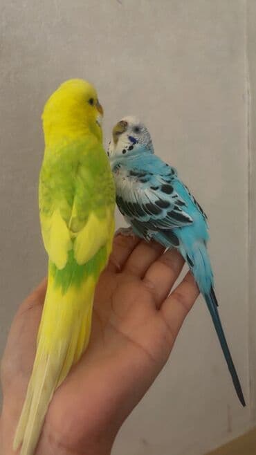 Akvariumlar: Məhsul: Dalmatin və klassik rəngli iki ədəd dalğıç (bəbil) tutuquşu — 2