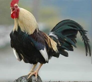 qartal ve xoruz: Toyuq, Damazlıq — 1