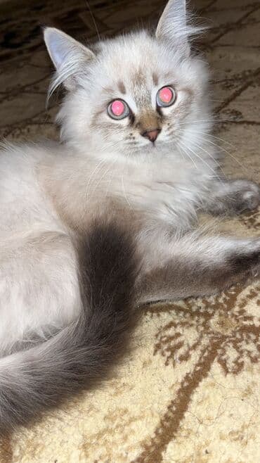 pişik yuva: Erkək, Yaxşı əllərə, Ödənişli çatdırılma — 1