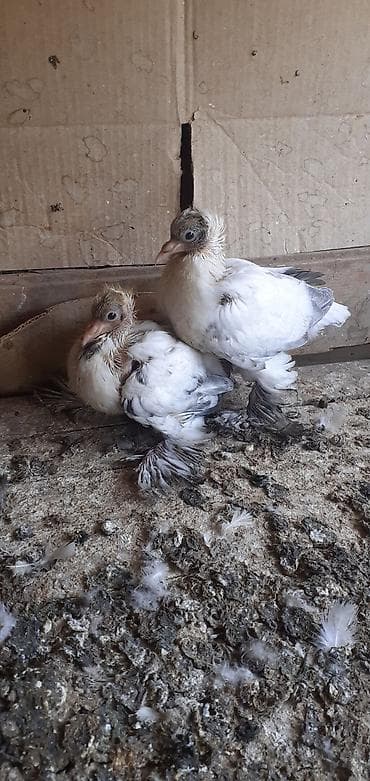 Goy ebreş balaları