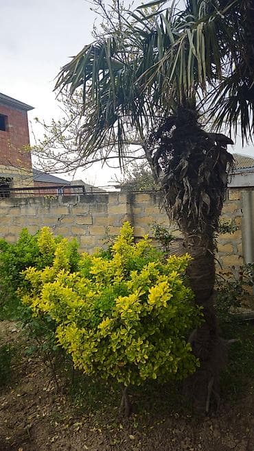 Dekorativ həmişəyaşıl kol – sarı-yaşıl yarpaqlı - Növ: bəzək kolu