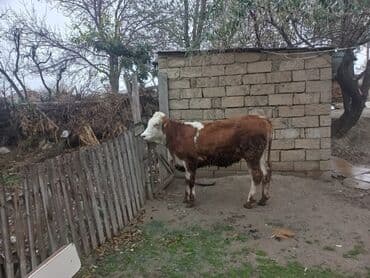 yerli ördək: Dana, buzov, Dişi, Simental, ay: 2, 130 kq, Damazlıq — 1