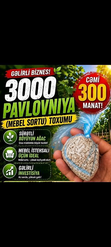 pavlovniya ağacı: Pavlovniya toxumu satisimizda Gözəl çiçəkləri atçılıq üçün faydalı — 1