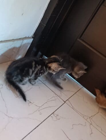 кот в добрые руки: Məhsul: Pişik balaları Təsvir: - Şəkillərdə müxtəlif rəng və — 4