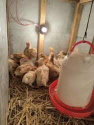 cuce sekli: 🐣 Lohman Brown Cücələri 10 ədəd 1 aylıq cücələrdi Tam sağlam və çox — 3