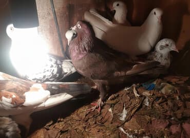 göyərçin şəkli: Məhsul: Ev göyərçinləri – müxtəlif rəng və naxışlarda Təsvir: - — 1