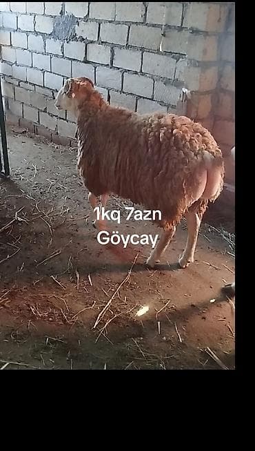 Qoyun – ət üçün canlı çəki ilə satış - Cins: yerli quyrquyruq (yağlı