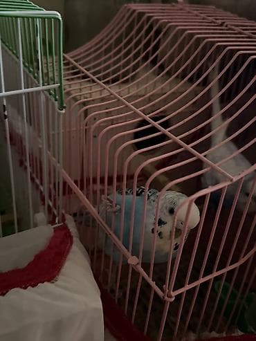 quşları: Mehebbet quslari 3 cutdu ayri ayrida satilir 1 cutu 60 azn 2 aydan bir — 6