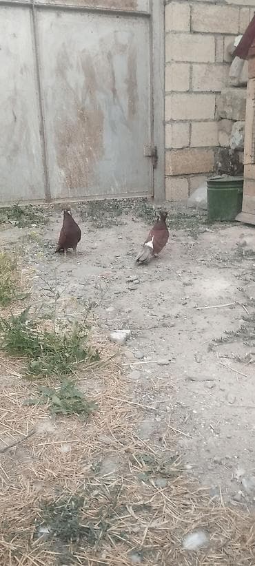 dekorativ quş: Cüt gogerciner satılır reyal alci yasin — 4