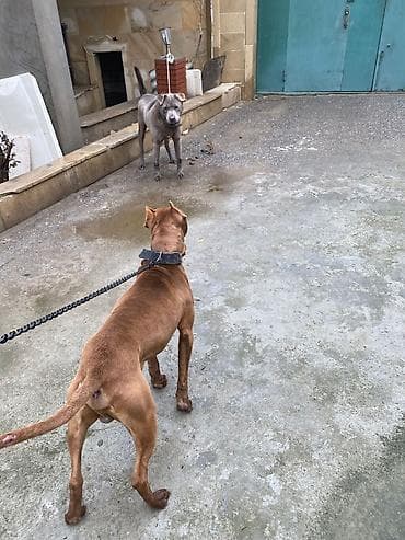 Pitbul, 1 il, Erkek, Peyvəndli, Ünvandan götürmə