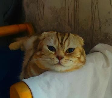 Gəmiricilər: Şotland yastı qulaq — 3