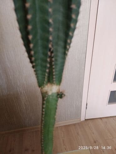 Buket güllər: Kaktus — 3