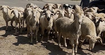 bakida cins ineklerin satisi: Allah kesdırdıyınız qurbanları qebul etsın . Qız qapısı ucun ag — 1