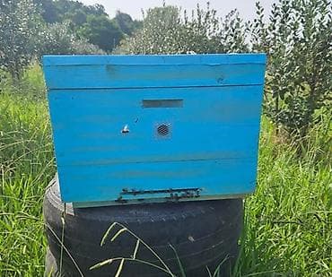 ev quslari haqqinda melumat: Arı ailəsi satılır Ağsu rayonundadır 10 yeşik arı ailəsi satılır — 1