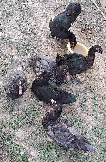 ətlik toyuqlar: Dişi, | Macar, Damazlıq, Pulsuz çatdırılma — 5