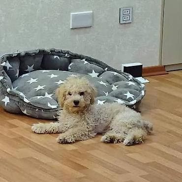 Salam. İki dənə pudel biri erkəy 8 aylıq biri dişi 6 aylıq. Təmiz