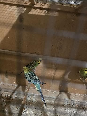 jako tutuqusu satilir: Bala vermeyen quwlardi, tecili satilir sari dișidi, qalanlar erkek — 2