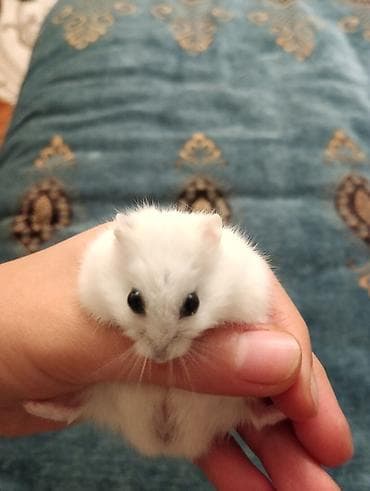Грызуны: Şirin ağ rəngli xamyak (cunqarik) və tam dəst qəfəs😍😍 her şey daxil — 8